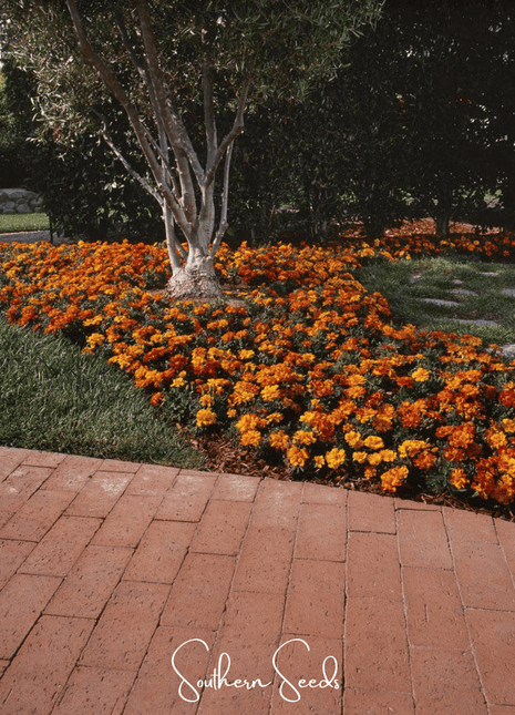 Bolero French Marigold – 50 Seeds