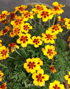 Naughty Marietta Marigold – 100 Seeds