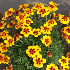 Collection image for: Marigold