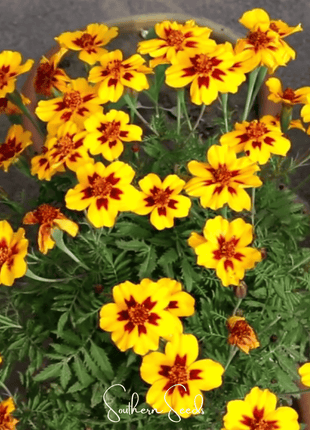 Naughty Marietta Marigold – 100 Seeds