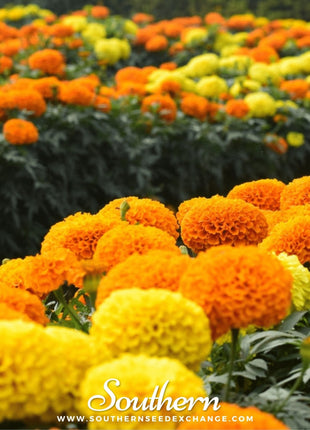 Petite French Marigold (French) – 100 Seeds