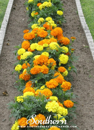 Petite French Marigold (French) – 100 Seeds