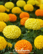 Petite French Marigold (French) – 100 Seeds