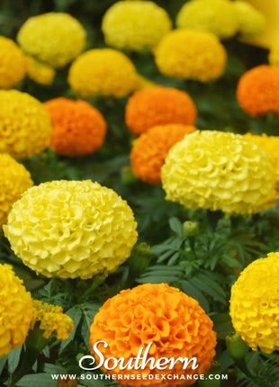 Petite French Marigold (French) – 100 Seeds