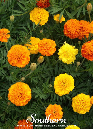 Petite French Marigold (French) – 100 Seeds