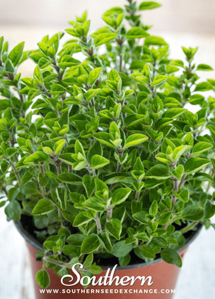 Sweet Marjoram – 100 Seeds
