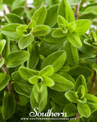 Sweet Marjoram – 100 Seeds