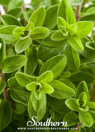 Sweet Marjoram – 100 Seeds
