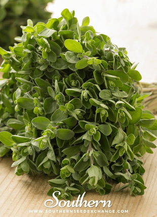 Sweet Marjoram – 100 Seeds