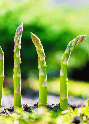 Mary Washington Asparagus – 50 Seeds