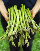 Mary Washington Asparagus – 50 Seeds