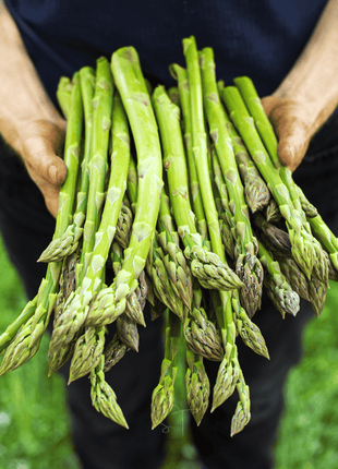 Mary Washington Asparagus – 50 Seeds