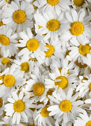Roman Chamomile – 300 Seeds