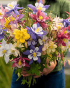 McKana Giant Columbine – 100 Seeds
