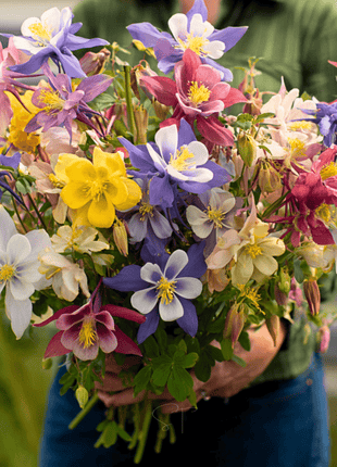 McKana Giant Columbine – 100 Seeds