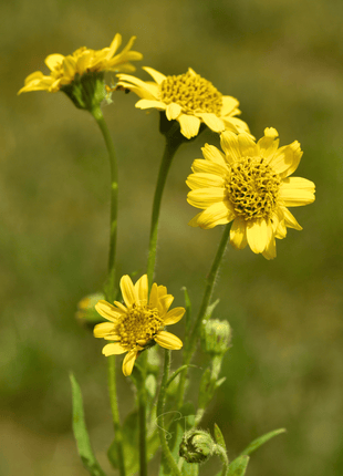 Meadow Arnica – 20 Seeds