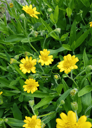 Meadow Arnica – 20 Seeds
