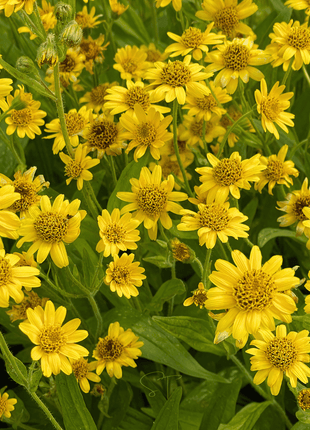 Meadow Arnica – 20 Seeds