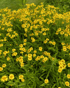 Meadow Arnica – 20 Seeds