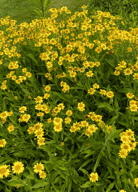 Meadow Arnica – 20 Seeds