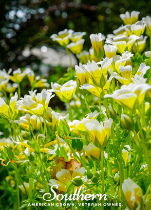 Meadowfoam (Poached Egg Plant) – 50 Seeds