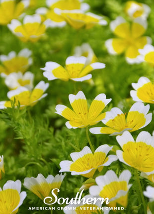 Meadowfoam (Poached Egg Plant) – 50 Seeds