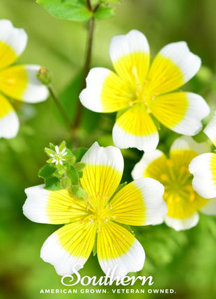Meadowfoam (Poached Egg Plant) – 50 Seeds