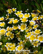 Meadowfoam (Poached Egg Plant) – 50 Seeds