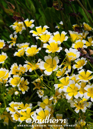 Meadowfoam (Poached Egg Plant) – 50 Seeds