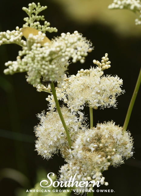Meadowsweet – 50 Seeds
