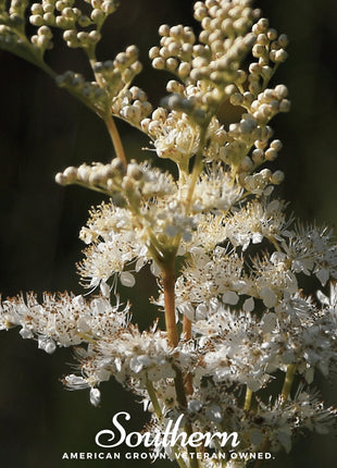 Meadowsweet – 50 Seeds