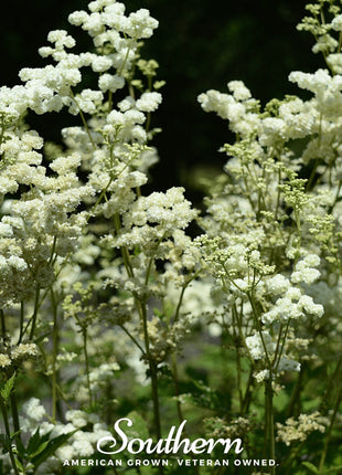 Meadowsweet – 50 Seeds