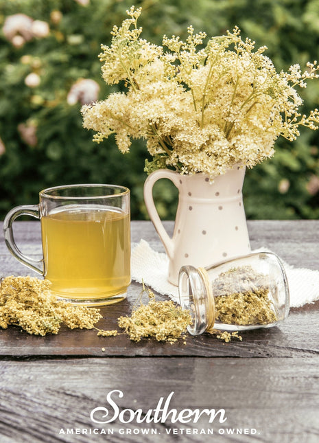 Meadowsweet – 50 Seeds