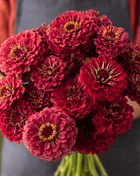 Meteor Zinnia – 100 Seeds