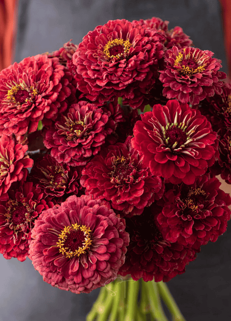 Meteor Zinnia – 100 Seeds