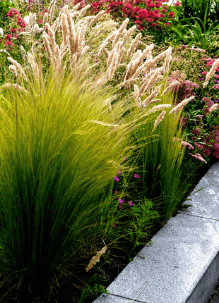 Mexican Feather Grass – 50 Seeds
