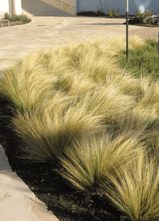 Mexican Feather Grass – 50 Seeds
