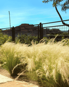 Mexican Feather Grass – 50 Seeds