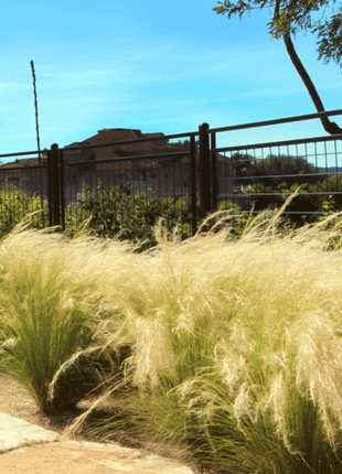 Mexican Feather Grass – 50 Seeds