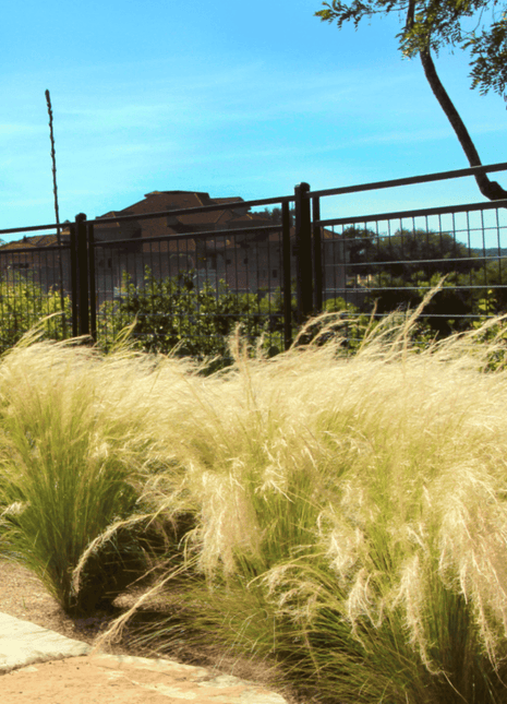 Mexican Feather Grass – 50 Seeds