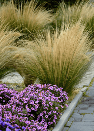 Mexican Feather Grass – 50 Seeds