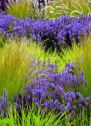 Mexican Feather Grass – 50 Seeds