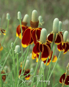 Mexican Hat – 100 Seeds