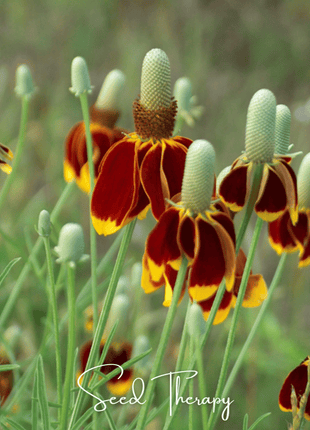Mexican Hat – 100 Seeds