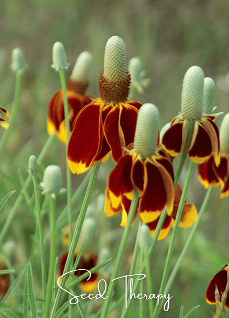 Mexican Hat – 100 Seeds
