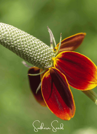 Mexican Hat – 100 Seeds