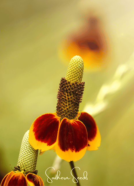 Mexican Hat – 100 Seeds