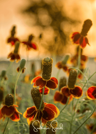 Mexican Hat – 100 Seeds