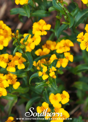 Mexican Mint, Mexican Tarragon – 50 Seeds