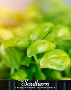 Basil Genovese Microgreen – 8 grams